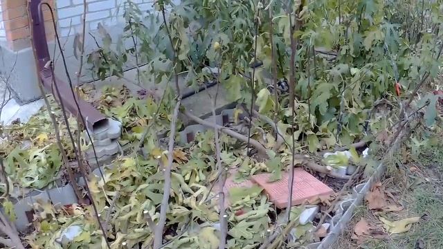 Формировка и обрезка инжира на зиму ч 2
