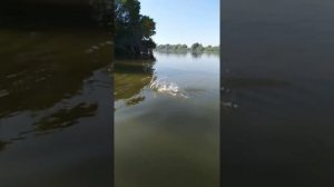 Жерех 4.200 ! Маково река Бушма