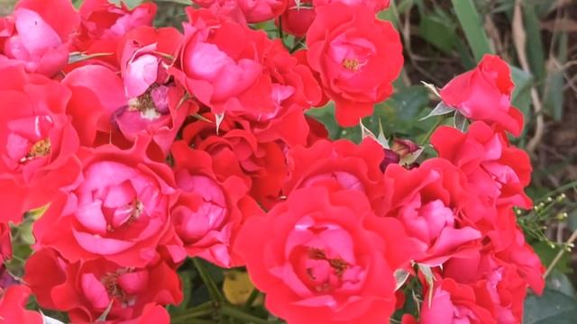ПЫШНОЕ ЦВЕТЕНИЕ ДО ГЛУБОКОЙ ОСЕНИ без особого ухода!  Стойкие ЦВЕТЫ ДЛЯ ЛЕНИВЫХ