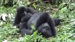 Mountain Gorillas in Virunga NP in Congo