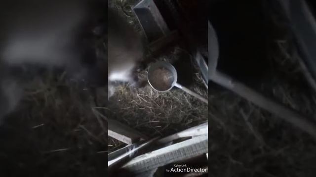 Чем я кормлю козлят в 2 месяца? смотреть онлайн