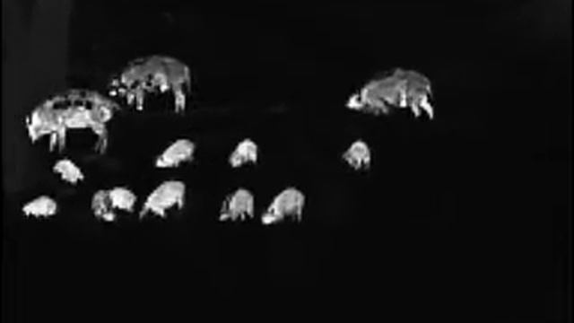 Schwarzwild смотреть онлайн