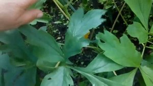 Доброе воскресное утро! радость в саду! Расцвел пион Кинкаку( описание.) #древовидный #пион #Jin #G