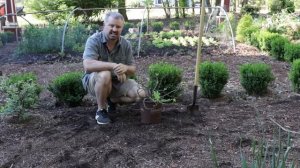 Planting A ‘Little Miss Figgy’ Dwarf Fig