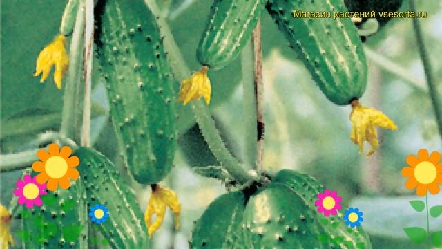 Огурец Верные друзья. Краткий обзор, описание характеристик, где купить семена cucumis sativus смотреть онлайн