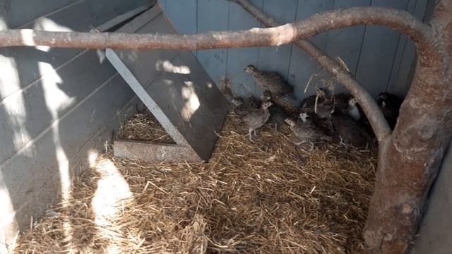 Мускусные утки//Индоутки//Перевел последний выводок утят на улицу// 18 августа 2022 год смотреть онлайн