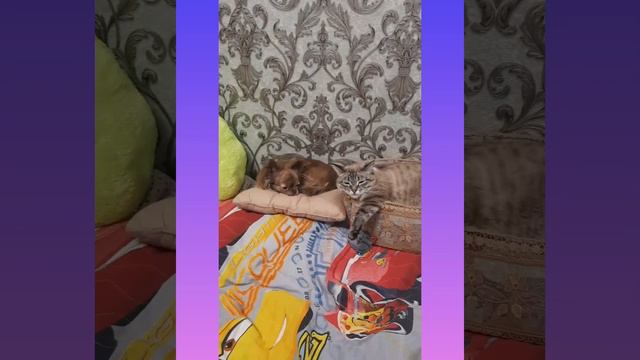 #Почему я так долго не снимаю видео?#вопрос-ответ#пухлый котик#котик блогер