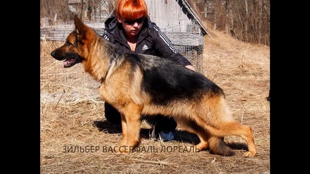 Племенной питомник Зильбер Вассерфаль.wmv смотреть онлайн