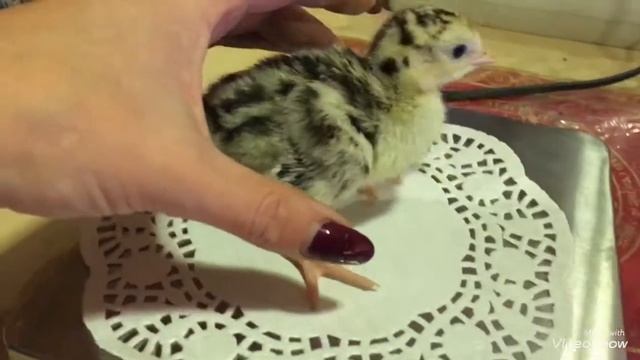 Вес индюшат "Бронзовой" породы в 1 сутки смотреть онлайн