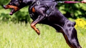 НЕМЕЦКАЯ ОВЧАРКА против ДОБЕРМАНА / КТО ПОБЕДИТ ?