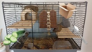 Что ЕСЛИ грызунам Дегу дать ЧТО ТО НЕИЗВЕСТНОЕ? Реакция на РАЗНЫЕ вещи | Эксперимент