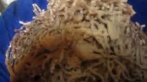 КОЛБАСА сыровяленая - СУДЖУК . Часть 1- Рецепт приготовления  Суджука.  Колбаса Домашняя.