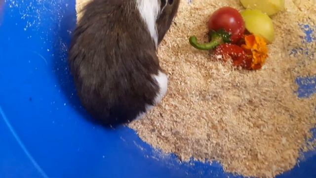 Как кричат морские свинки ? смотреть онлайн