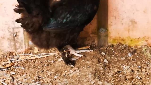 Курица из Англии за 7400, наш опыт со Страничка Надежды смотреть онлайн