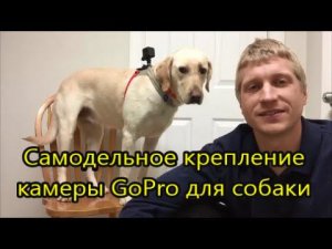 Как сделать недорогое и надёжное крепление камеры GoPro для собаки
