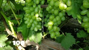 Виноград Блюз,Подарок Несветая,Заря Несветая,Армани,Прима Украины,Васса,Руслан,Белоснежка,Красень,С