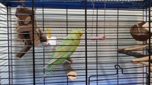 ?? Радужный волнистый попугай Риччи разговаривает