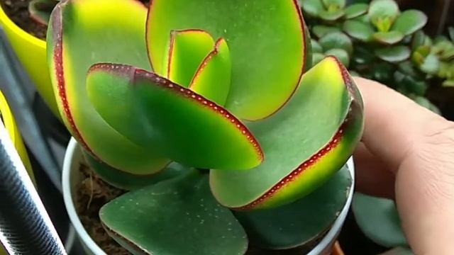 Crassula ovata Maruba (Kagetsu) 6 months old. Японское денежное дерево Кагетсу