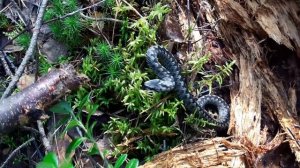 ПОЙМАЙ ГАДЮКУ-5