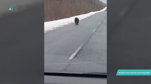 Медведя засняли на дороге недалеко от посёлка Озъяг Усть-Куломского района