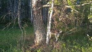 Сибирская Хаски. Умка снова загнала добычу на дерево.