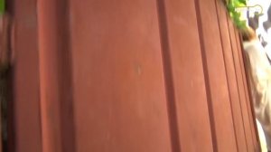 22.06.18 «Горячая линия». Конфликт из-за межи между соседями-совладельцами в Краснодаре