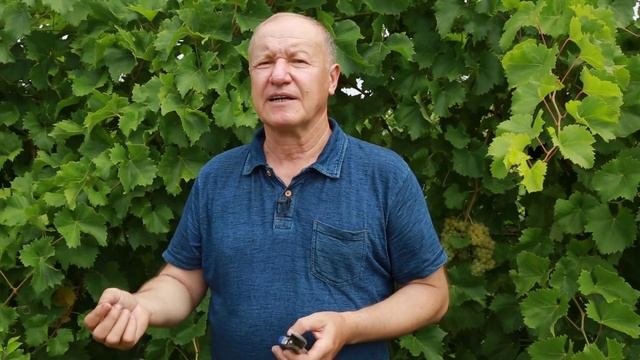 Как правильно выращивать виноград. Агротехника.