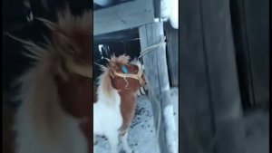 Кулунчук- Күн Дьөһөгөй Оҕото#2