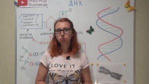 ДНК, строение и функции