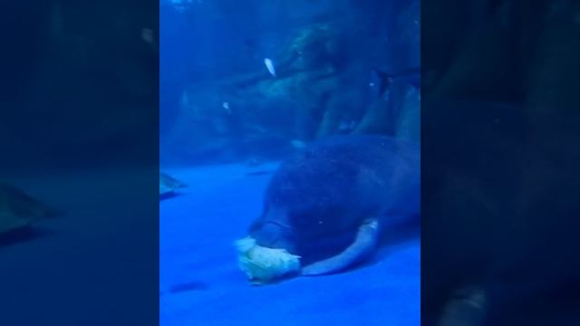 Aquarium in Seoul.#manatee #manatí #lamantin #aquarium #animals #животные #coex #animali #Tiere