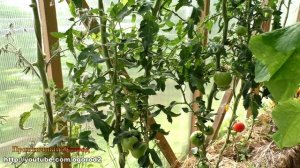 Фитофтора на помидорах, как бороться.