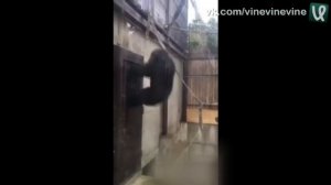 Захотел в туалет, а он занят...