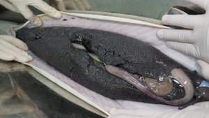 Процесс приготовления икры, одного из трех лучших деликатесов в мире / Корейская уличная еда