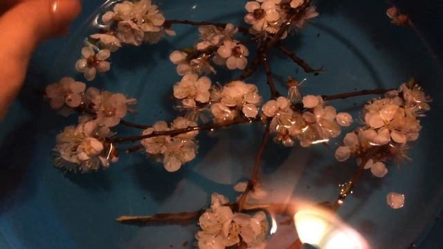 Какие веточки можно давать попугаю? Веточки погрызушки. Как подготовить веточный корм?