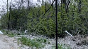 Ловля птиц (восточные соловьи/черноголовые славки/чечевица)