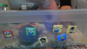 маленькие джунгарики