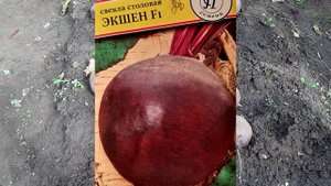 Какой сорт свёклы лучше. Урожай 2020