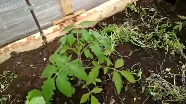 Парник / теплица из стрейч плёнки. Обзор: май 2020. смотреть онлайн