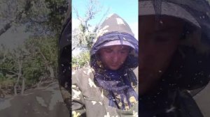 мошка в Астраханской области 2 еще больше.