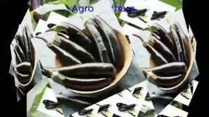 Long Pop. Баклажан. Лонг Поп. Baqlajon. Uzun baqlajon. Navi