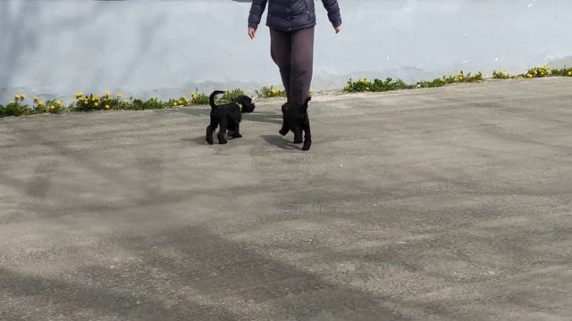 Щенки цвергшнауцера смотреть онлайн