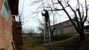 Обрезка старой черешни. Омоложение старого дерева