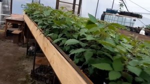 Саженцы ежевики с корневого черенка. Проблемы в выращивании весной 2021