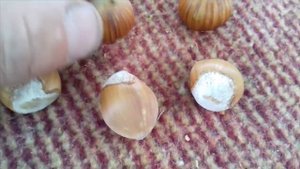 Северный фундук.Сортоформа 4219.Урожай на четвертый год.