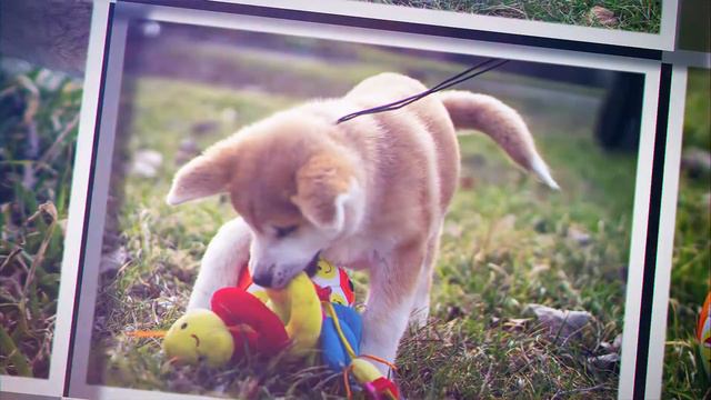 Щенки фотосессия смотреть онлайн