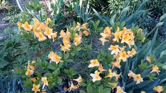 Цветение азалии (листопадного рододендрона) смотреть онлайн