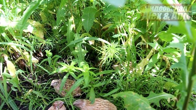 перепелки гуманный способ выращивания и содержания перепелов