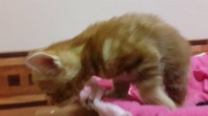 Котята бобтейла