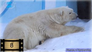 КАЙ: "Спят мои соседи белые медведи. Что ж, и я прилягу на часок"
