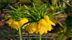 Когда сажать рябчики: посадка осенью или весной